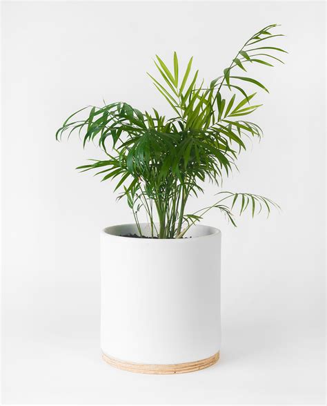 Maceta decorativa - Macetas - Macetas Jorge